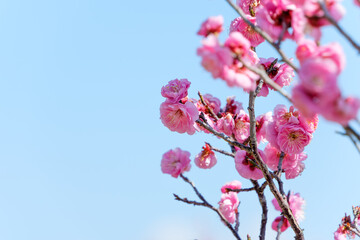 青空を背景にした鮮やかな紅梅と左側に広いコピースペースのある風景