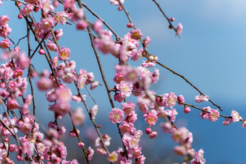 青空に映える満開の薄紅色のしだれ梅と春の柔らかな光
