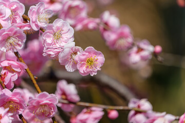 春の光の中で美しく咲く薄紅色の梅の花のクローズアップ