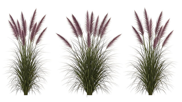 purple fountain grass an ornamental plant with feathery plumes used for garden landscaping design and architectural visualization projects