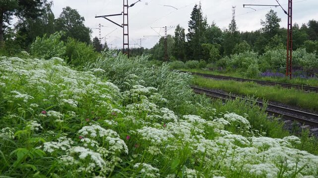 Aegopodium Podagraria, Ground Elder, Flowering Plant Carrot Family Apiaceae. Herb Gerard, Bishop Weed, Goutweed, Gout Wort, Snow-in-the-Mountain English Masterwort and Wild Masterwort. Railway