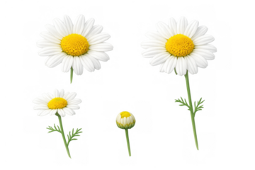 Chamomile flowers and bud in different stages of blooming with white petals and yellow centers