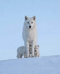 Fototapeta premium Arctic Wolf Standing Over Two Cubs on Snowy Hill