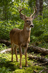 Fototapeta premium Portrait of Whitetail Stag with Antlers in Woods
