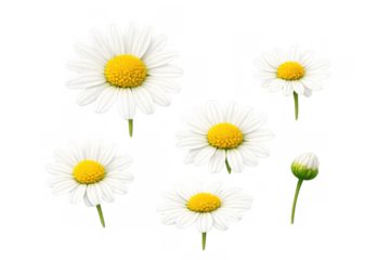 Multiple daisy flowers with white petals and yellow centers, along with a closed bud, on a transparent background