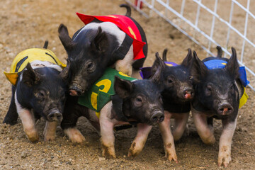 baby piglets and pigs competing in race group © A. Schatz