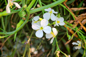 White flowers of a thale cress plant (Arabidopsis thaliana)	