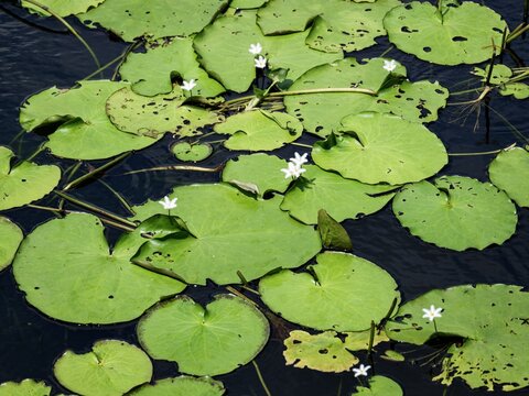 Green lily pads with small white flowers floating on dark pond water in a natural wetland environment.