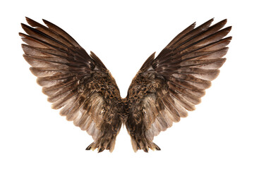 Obraz premium Brown Bird Wings Spread Open