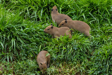 Capybaras 