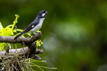 Sporophila lineola on a branch