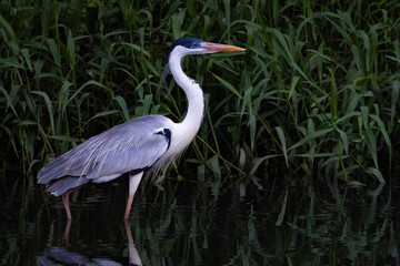 Cocoi heron 
