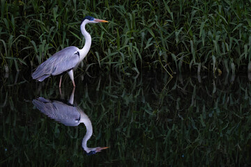 Co&ccedil;ou heron 