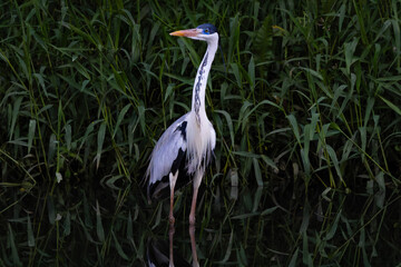 Cocoi heron 