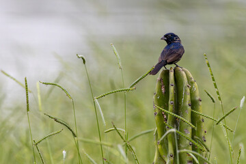 Blue-backed grassquit 
