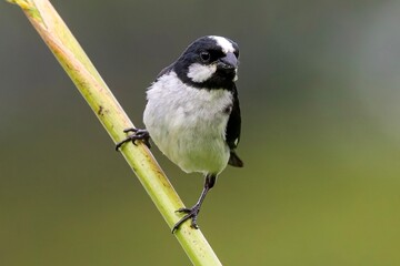 Lined seedeater