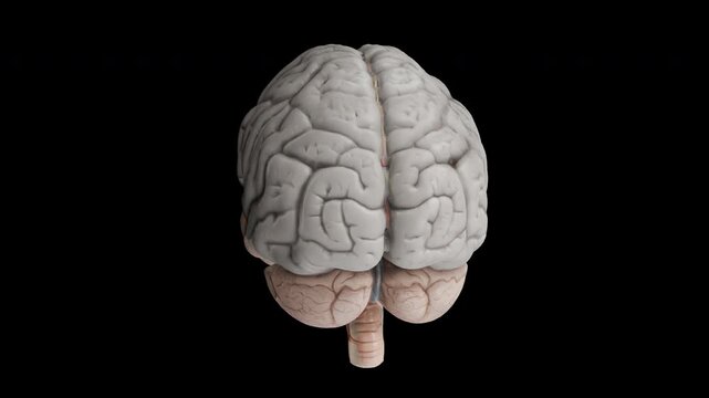 Human Brain Anatomy with Cerebellum and Brainstem Isolated on transparent Background
