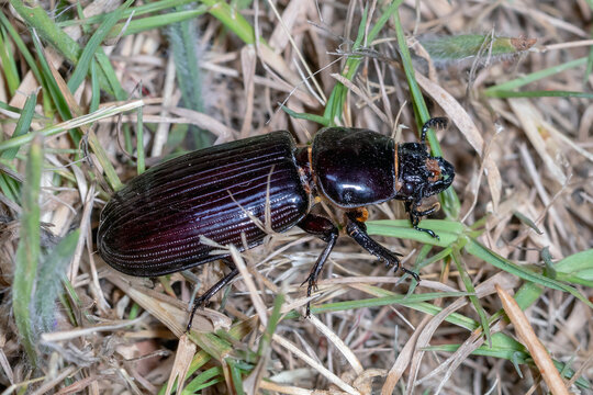 Bess Beetle in Grassy Habitat