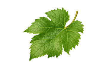 Fototapeta premium Fresh green grape leaf, showing veins and texture. Ideal for concepts of wine, nature, healthy eating, and organic products
