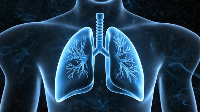 Human lungs breathing animation showing respiratory system anatomy in blue x-ray style
