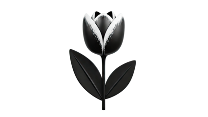 Stylized Black Tulip with White Edges