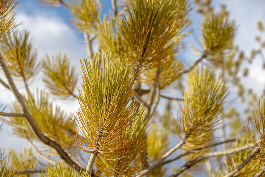 pine tree closeup in a national park