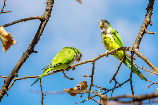 green bird perched on a branch