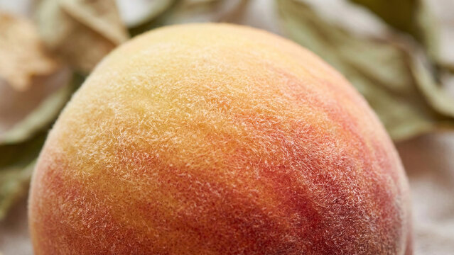 Peach fruit skin macro texture with velvety fuzz hairs.