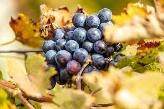 grapes on a vine in a vineyard