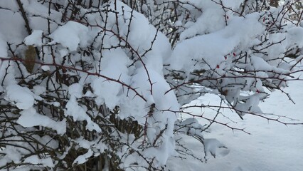 snow covered branches