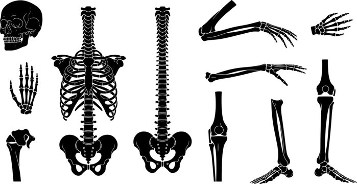 Collection of human skeleton parts silhouettes, including skull, rib cage, spine, arms, hands, pelvis, and legs, anatomy study vector illustration setCollection of human skeleton parts silhouettes, 
