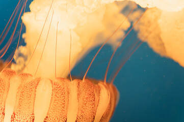 Close-up of a jellyfish drifting underwater, featuring translucent textures and warm orange tones against deep blue water. Flowing tentacles and movement create an abstract scene with copy space © Yuliya