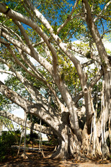 Obraz premium tree in the forest