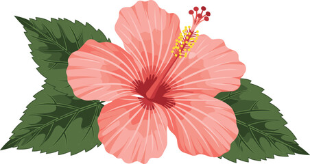 Vector illustration of a blooming pink hibiscus flower with green leaves and a yellow stamen isolated on white background. © PUTUL