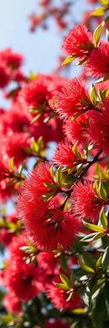 Vibrant red pohutukawa blossoms bloom in summer sun,  rata tree,  tropical