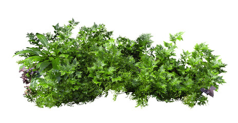 Obraz premium Tropical plant fern grass bush shrub tree isolated on white background with clipping path. 