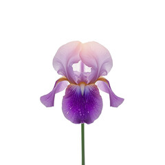 A delicate pink and purple iris flower with dewdrops on the petals displayed on transparent background