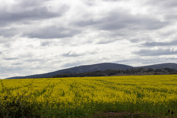 Amarillo en el campo