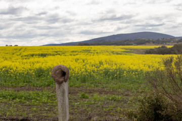 Nido de Hornero en el alambrado 