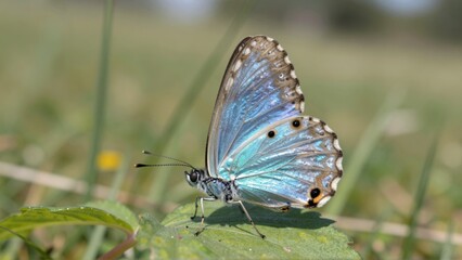 Obraz premium Close up of a beautiful iridescent blue butterfly perched on a green leaf in soft daylight