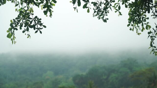 Green leaves sway gently in the breeze. A blurred background of hills with green trees shrouded in mist
