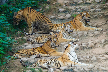 Obraz premium tiger in the zoo