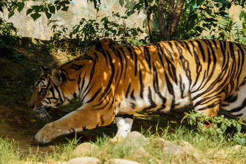 Fototapeta premium Tiger's Secret Ambush​