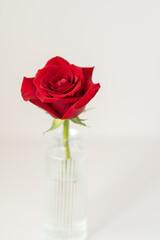 Fototapeta premium Red rose blooming in glass vase, symbolizing love
