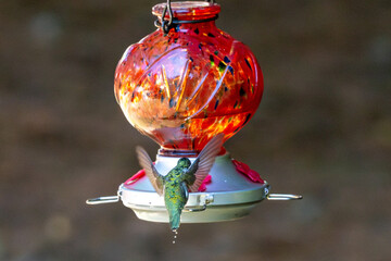 Hummingbird hovering at a red feeder while relieving itself.