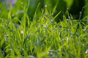 Obraz premium Winter rains bring green grass with early sunlight reflecting on dew drops