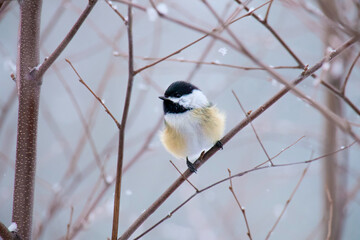 Chickadee perched on branch in snow © Evan McVey