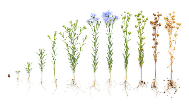 Flax plant growth cycle variant Linum usitatissimum