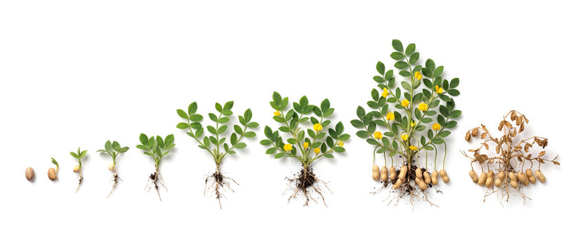 Peanut or Groundnut growth cycle variant Arachis hypogaea