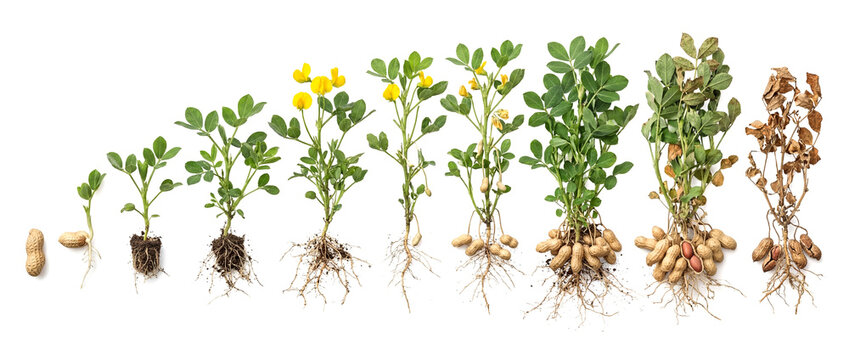 Peanut or Groundnut plant growth cycle Arachis hypogaea